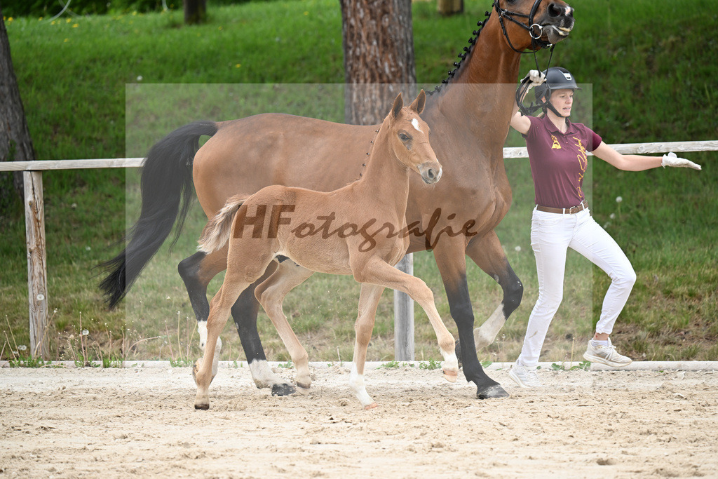 Kat-Nr. 22 HF Chaccothage Blue PS x Asti Spumante_Wimmer_24260472 | hf-fotografie - Realisiert mit Pictrs.com