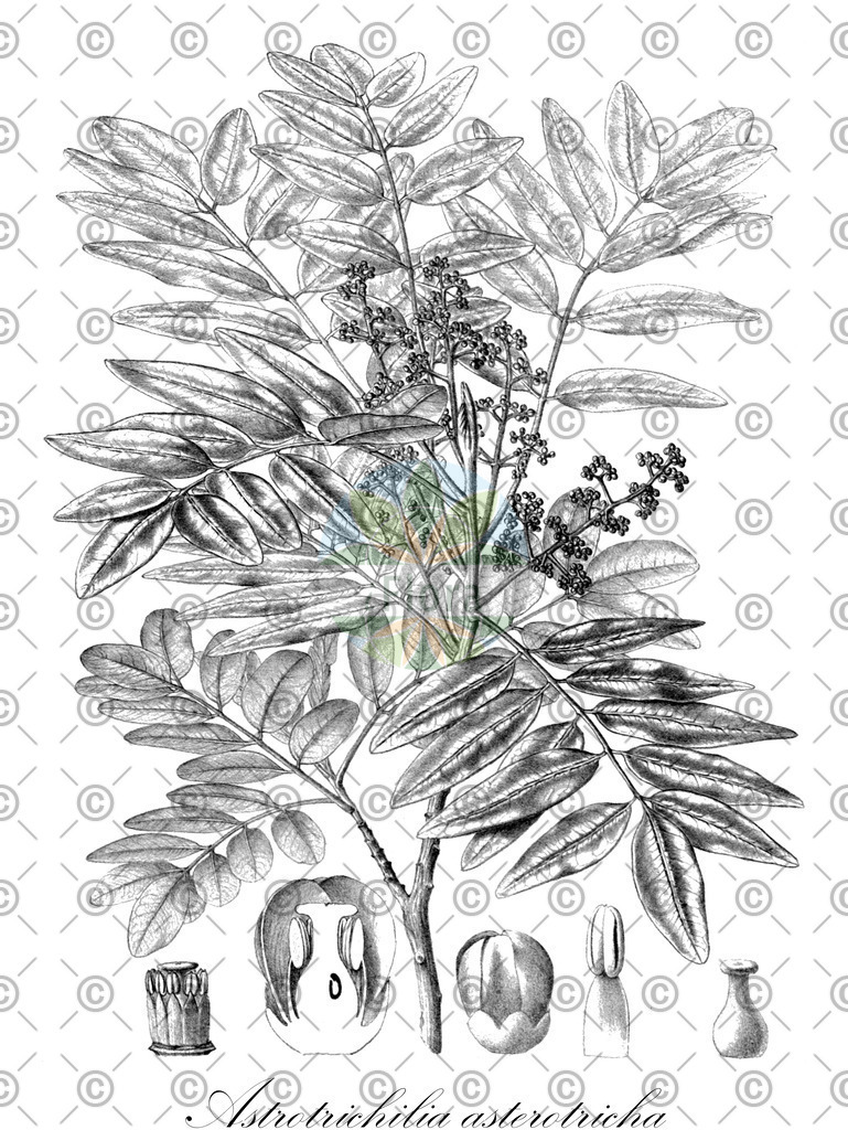 HistAbb_wfo-0000555145_1_ENZY_Simple | Historische Abbildung von Astrotrichilia asterotricha - Meliaceae | Historical Illustration of Astrotrichilia asterotricha - Meliaceae