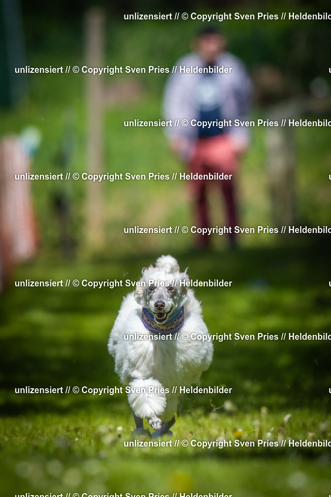 Hunderennen_April_2026_355 | 2026-04-26 - Hunderennen Baden-Oos April 2026 - Realisiert mit Pictrs.com