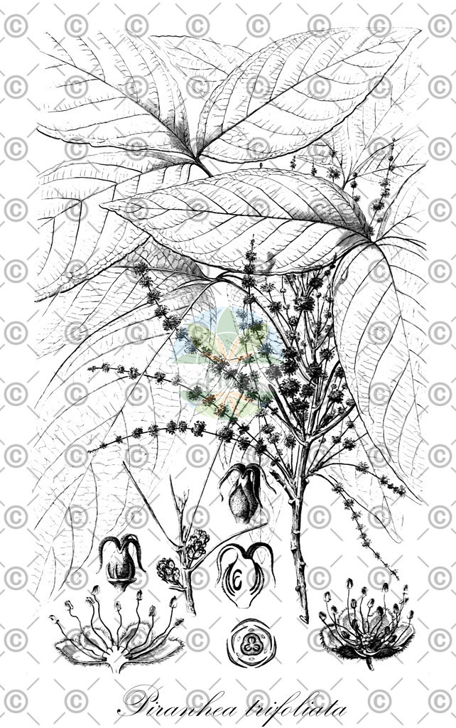 HistAbb_wfo-0001143038_1_ENZY_Simple | Historische Abbildung von Piranhea trifoliata - Picrodendraceae | Historical Illustration of Piranhea trifoliata - Picrodendraceae