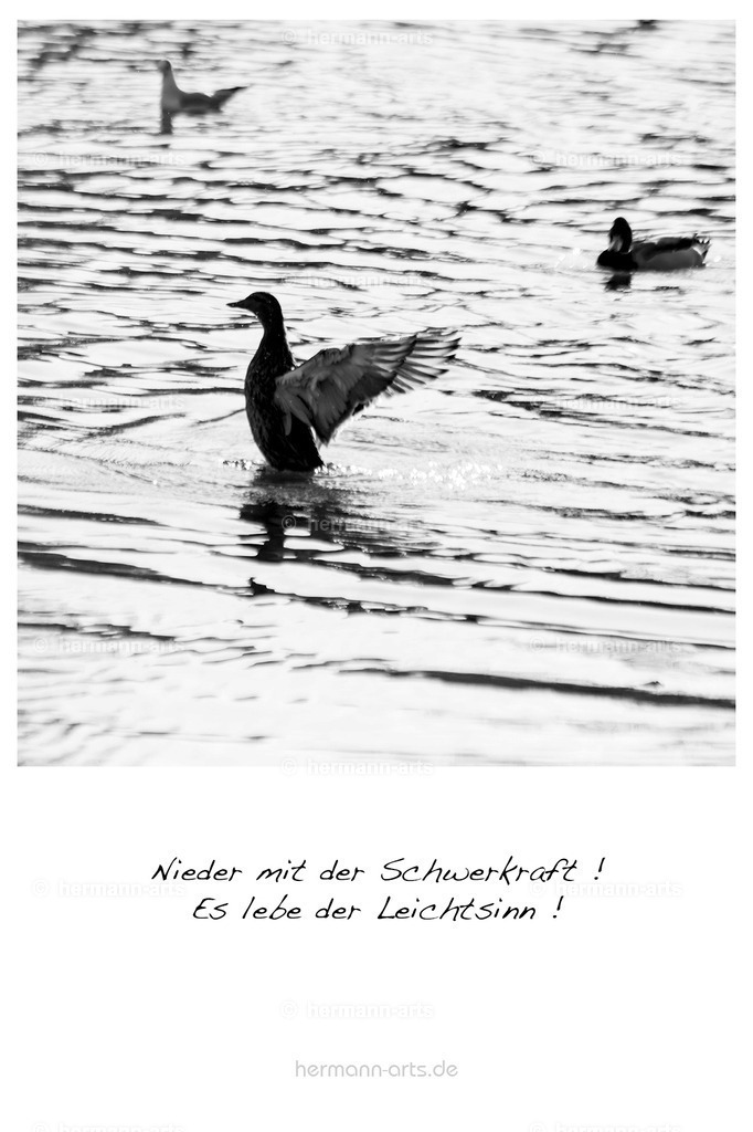 PK_Zitate_10x15_BW-099 | Photo Foto Kunst Art schwarzweiss Bilder Rheine Münster Berlin Blumen 