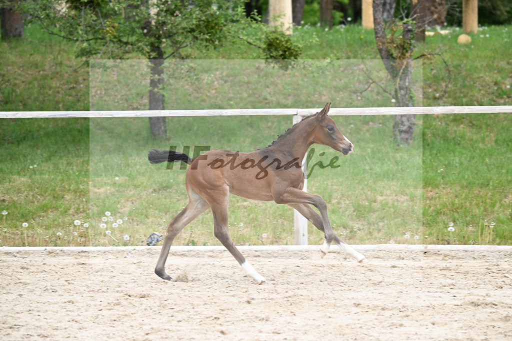 Kat-Nr. 28 SF Donkey Boss x Benetton Dream_Lechl_24260588 | hf-fotografie - Realisiert mit Pictrs.com