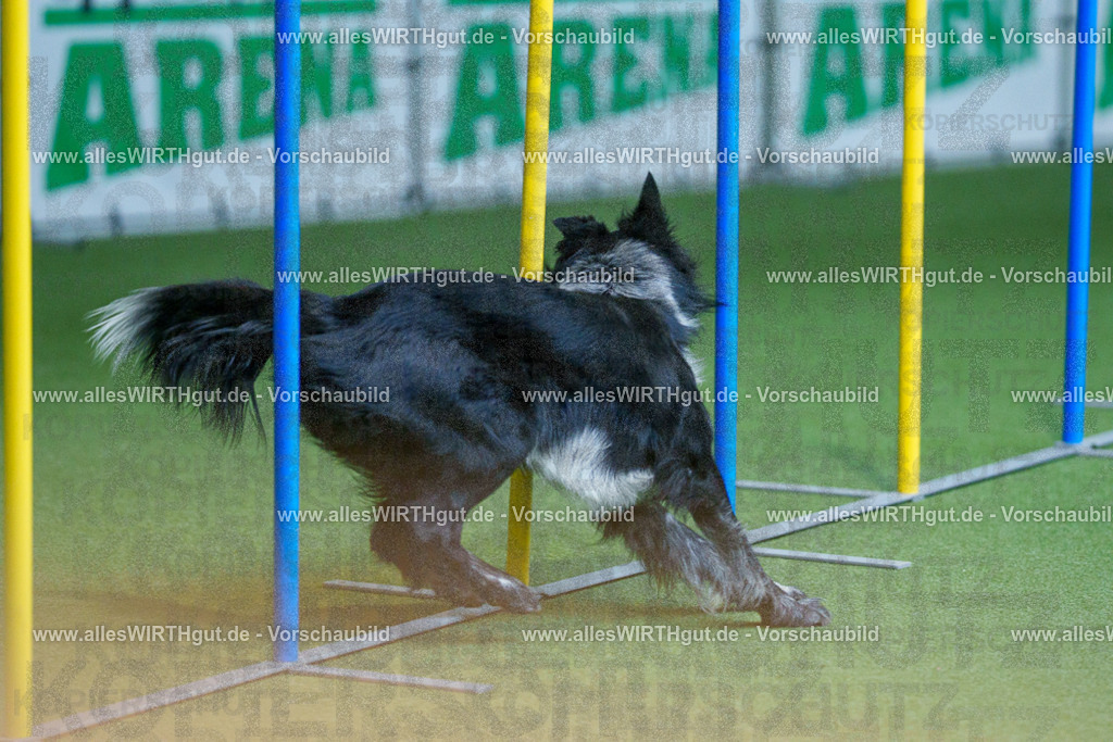 @allesWIRTHgut_Tierfotografie - www.allesWIRTHgut.de - 2604261143-7R500363 | Professionelle Tierfotografie in Mönchengladbach von Daniel Wirth (allesWIRTHgut). Liebevolle & natürliche Bilder von Hunden & Katzen für unvergessliche Erinnerungen.