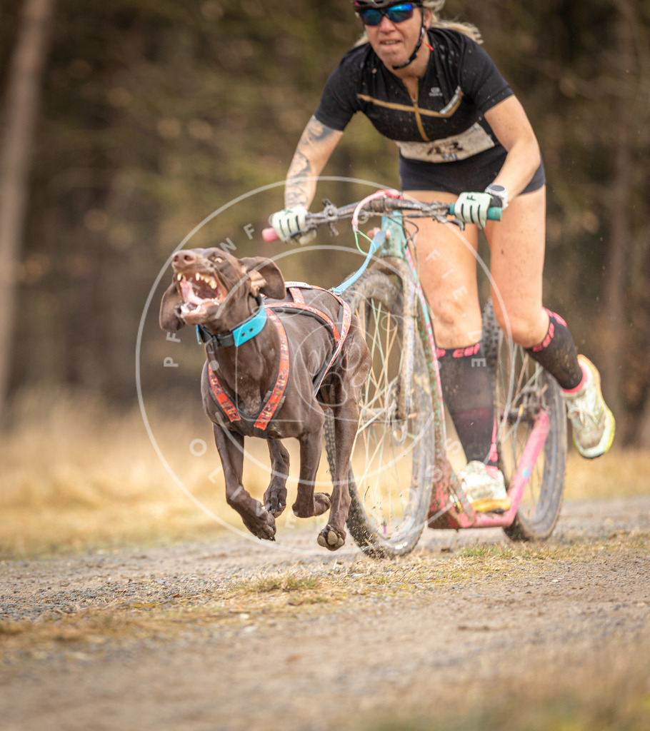 DV3A3378 | Hundefotografie, Tierfotograf, Pfotenfotografie, Fotoshooting Hund, Hunde Portrait, Hundesport, Hundeportraits, Heideshooting, Hunde, Sportfotograf, Hundefotograf, Turnierhundsport, THS,  - Realisiert mit Pictrs.com