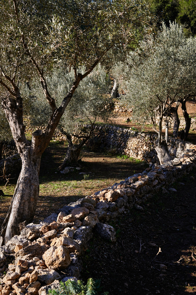 Olivenplantage | Spanien - December 30, 2013: Olivenplantage. - Realisiert mit Pictrs.com