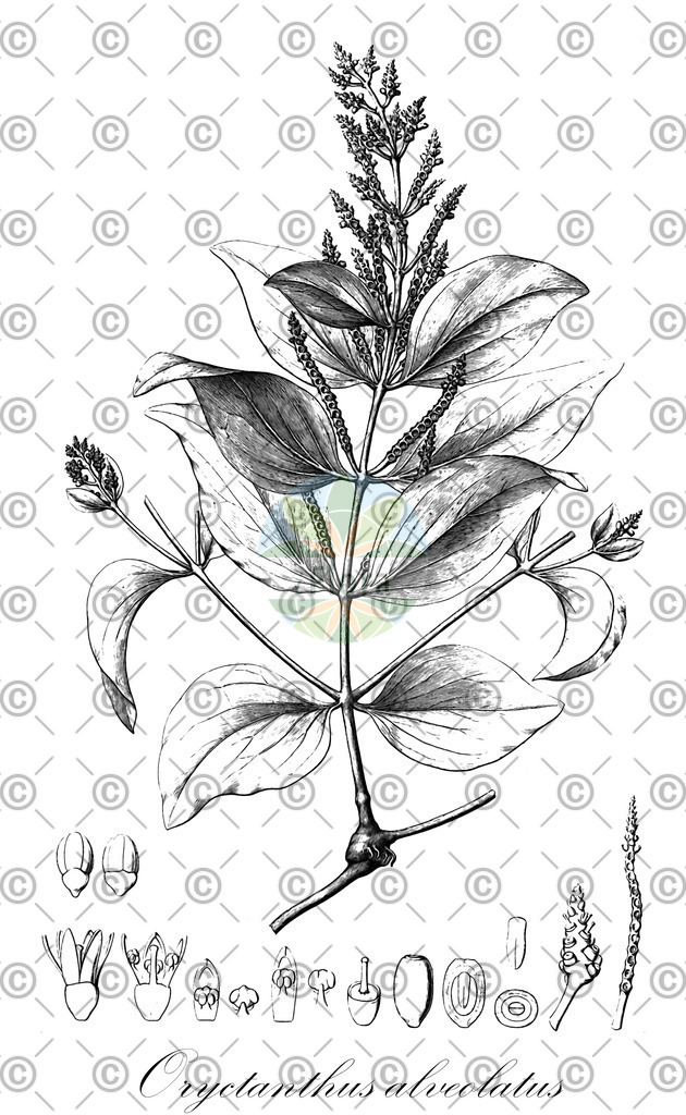 HistAbb_wfo-0001075015_1_ENZY_Simple | Historische Abbildung von Oryctanthus alveolatus - Loranthaceae | Historical Illustration of Oryctanthus alveolatus - Loranthaceae