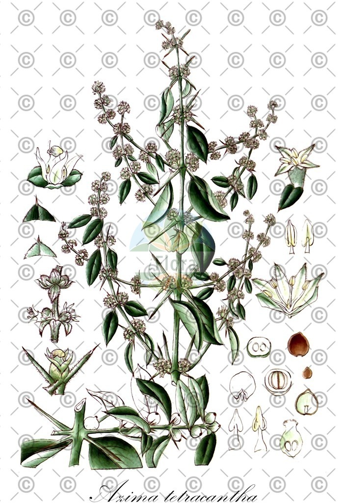 HistAbb_wfo-0001362528_1_ENZY_Simple | Historische Abbildung von Azima tetracantha - Salvadoraceae | Historical Illustration of Azima tetracantha - Salvadoraceae