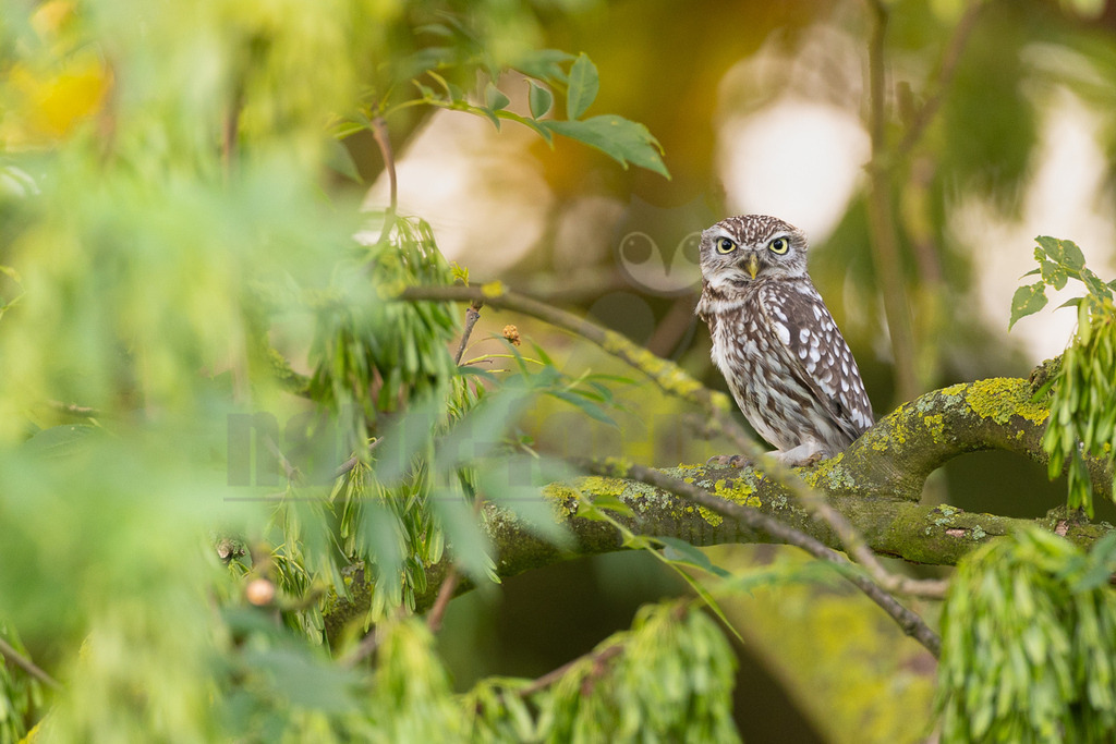 R6M33962_20260530 | Ein Steinkauz (Athene noctua) sitzt auf einem dicken, moosbewachsenen Ast und blickt direkt in die Kamera. Sein Gefieder ist braun und weiß gesprenkelt, und seine großen, gelben Augen sind weit geöffnet. Der Vogel ist von dichtem, hellgrünem Laub umgeben, das teilweise unscharf im Vordergrund und Hintergrund erscheint und dem Bild eine natürliche, versteckte Atmosphäre verleiht. - Realisiert mit Pictrs.com