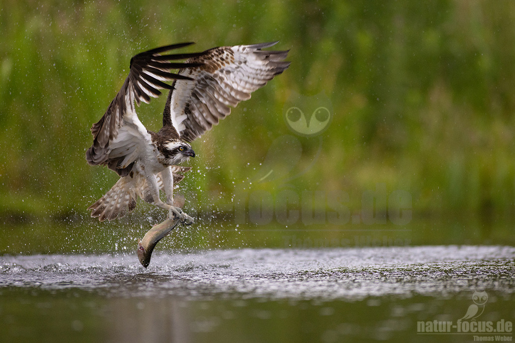 20220717070314 | Wie sein Name schon erahnen lässt, spezialisiert sich dieser mittelgroße Adler bei der Nahrungssuche ausschließlich auf Fisch. Deshalb trifft man ihn bei uns in der Nähe von flachen Süßwasserseen und küstennahen Brackgewässern an. - Realisiert mit Pictrs.com