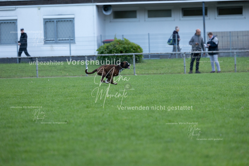 _16A4646 | Einzigartige Fotos von Hunden & Menschen –Actionfotos, Portraits, Vereinsaufnahmen & Paarshootings – authentisch, lebendig & mit Herz.