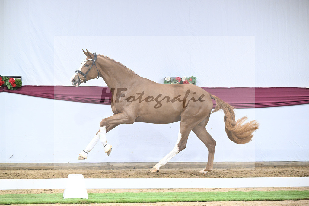 Kat-Nr. 118 Damaschino I x Mochito_Josef Zunterer_47253853 | hf-fotografie - Realisiert mit Pictrs.com