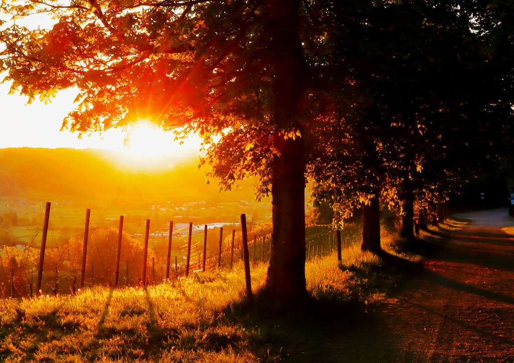 Sonnenuntergang     Baumallee | huwimedia-fotografie - Realisiert mit Pictrs.com