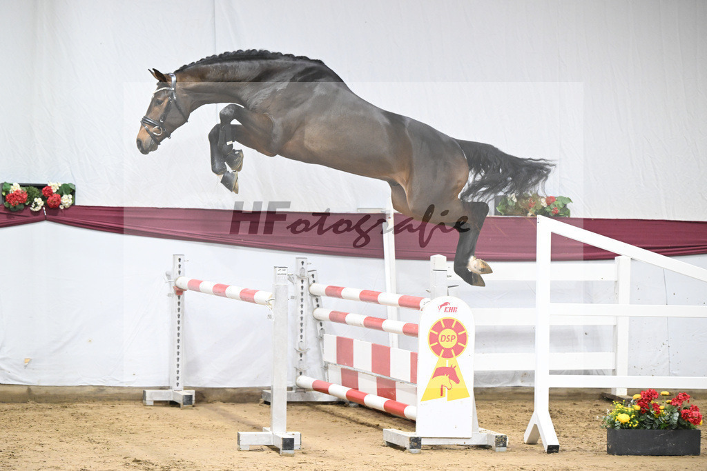 Kat-Nr. 94 Conthalou x Stalypso_Matthias Schlamminger GmbH_47253074 | hf-fotografie - Realisiert mit Pictrs.com