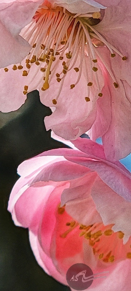 jb6 | Angelika Schorn - Realisiert mit Pictrs.com