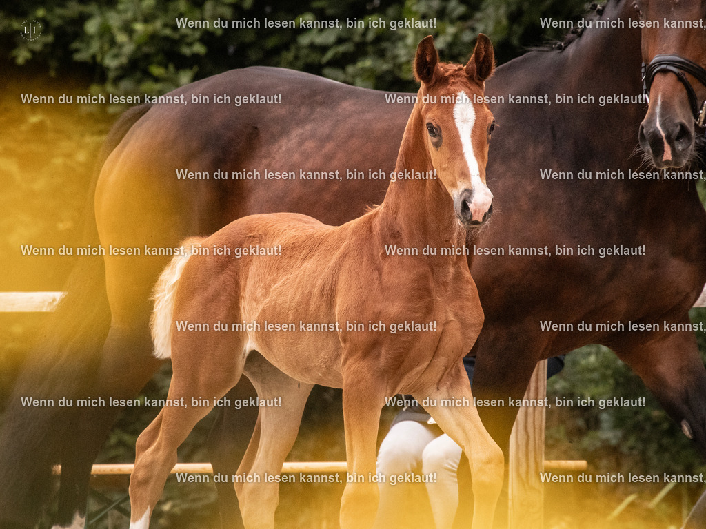 A10I5599 | photographylinaismer - Realisiert mit Pictrs.com