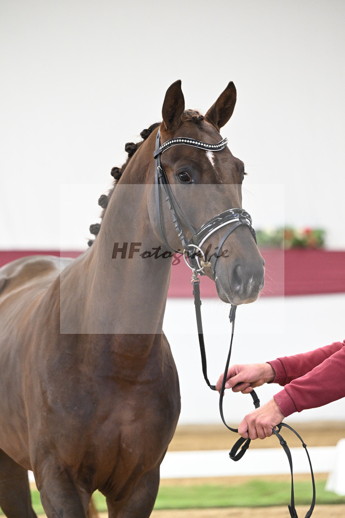 Kat-Nr. 32 Va Bene x Delatio_Simonne Spaeth_47251078 | hf-fotografie - Realisiert mit Pictrs.com