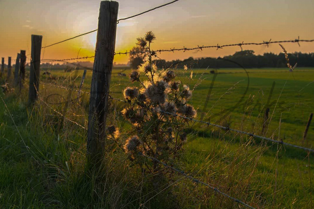 Bilder Homepage-75 | fotografie-derks - Realisiert mit Pictrs.com