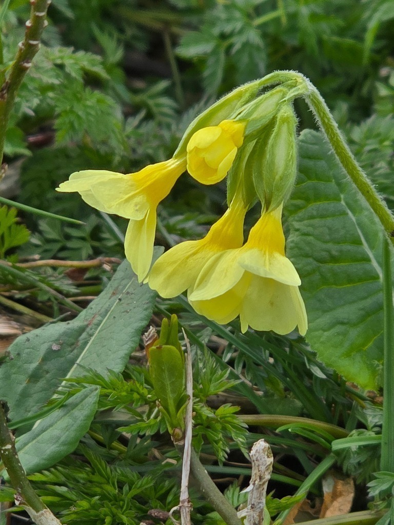 20250418_152308 | Heilkarten - Realisiert mit Pictrs.com