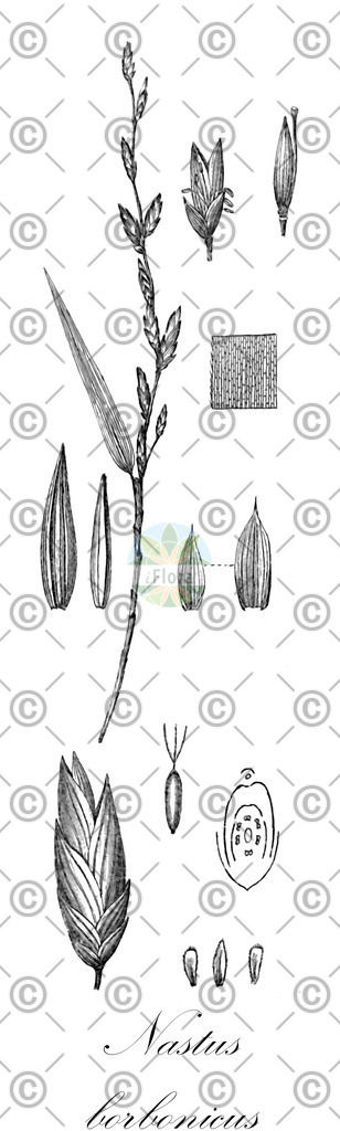 HistAbb_wfo-0000249680_1_ENZY_Simple | Historische Abbildung von Nastus borbonicus - Poaceae | Historical Illustration of Nastus borbonicus - Poaceae