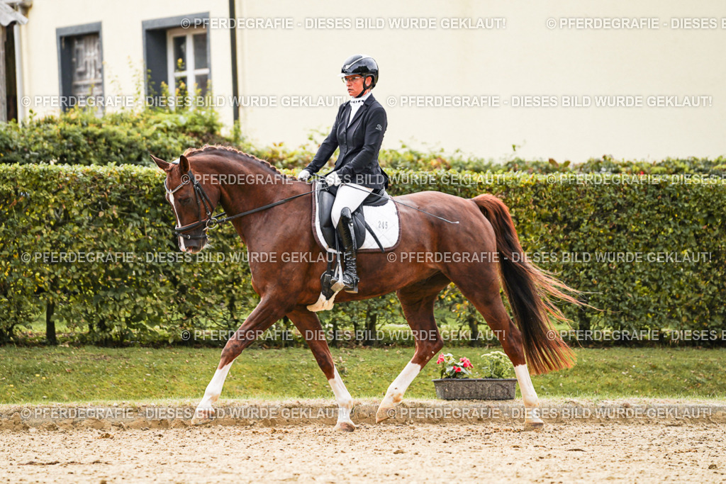 DSC01605 | Pferdegrafie