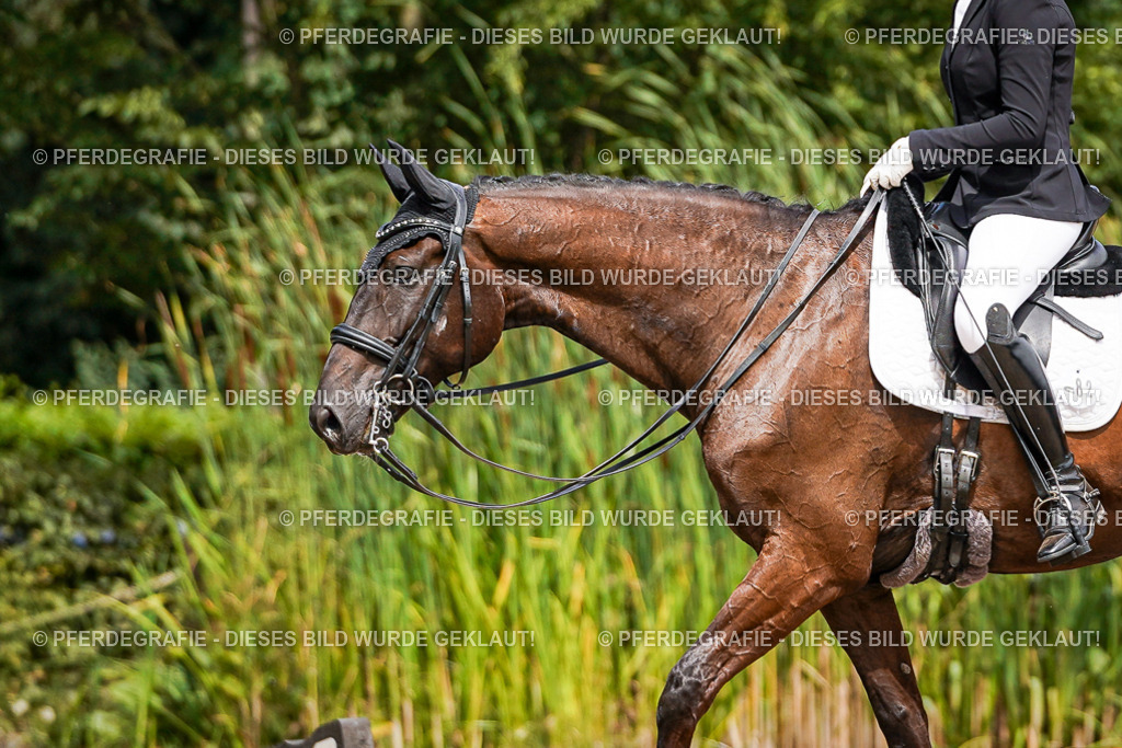 DSC03541 | Pferdegrafie