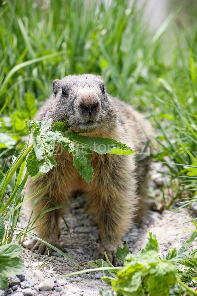 A.Trupina-47 | antonija-trupina - Realisiert mit Pictrs.com