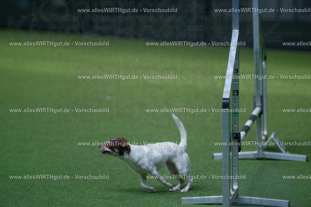 @allesWIRTHgut_Tierfotografie - www.allesWIRTHgut.de - 2604261446-7R503653 | Professionelle Tierfotografie in Mönchengladbach von Daniel Wirth (allesWIRTHgut). Liebevolle & natürliche Bilder von Hunden & Katzen für unvergessliche Erinnerungen.