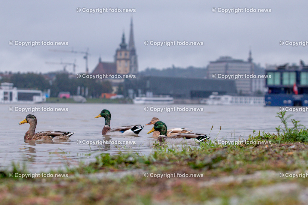 Linz_ Urfahr_ Hochwasser_ 17.09.2024-32 | 17.09.2024, Linz, AUT, Urfahr, Hochwasser, im Bild Hochwasser, Hochwasserschutz Donaulaende Linz Urfahr, Donau, Linzer Strasse, Ueberflutung
