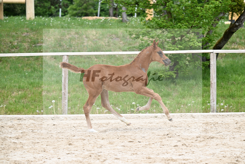Kat-Nr. 16 HF Emerald v h Ruytershof x Manchester vant Paradijs_Schroetzlmair_24260710 | hf-fotografie - Realisiert mit Pictrs.com