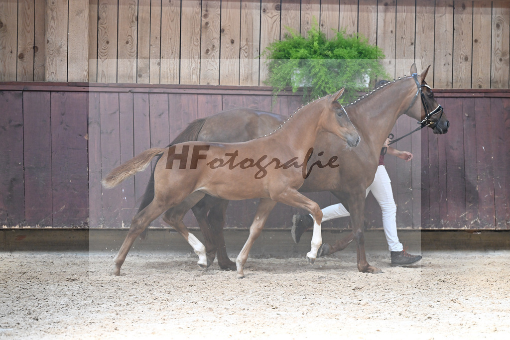 Kat-Nr. 5 Arezzo Man x Conte Cassini_SF_Kraemer_25250552 | hf-fotografie - Realisiert mit Pictrs.com