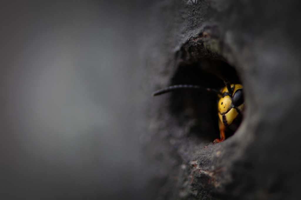 DSC_1395 | kaefersammler_roy - Realisiert mit Pictrs.com