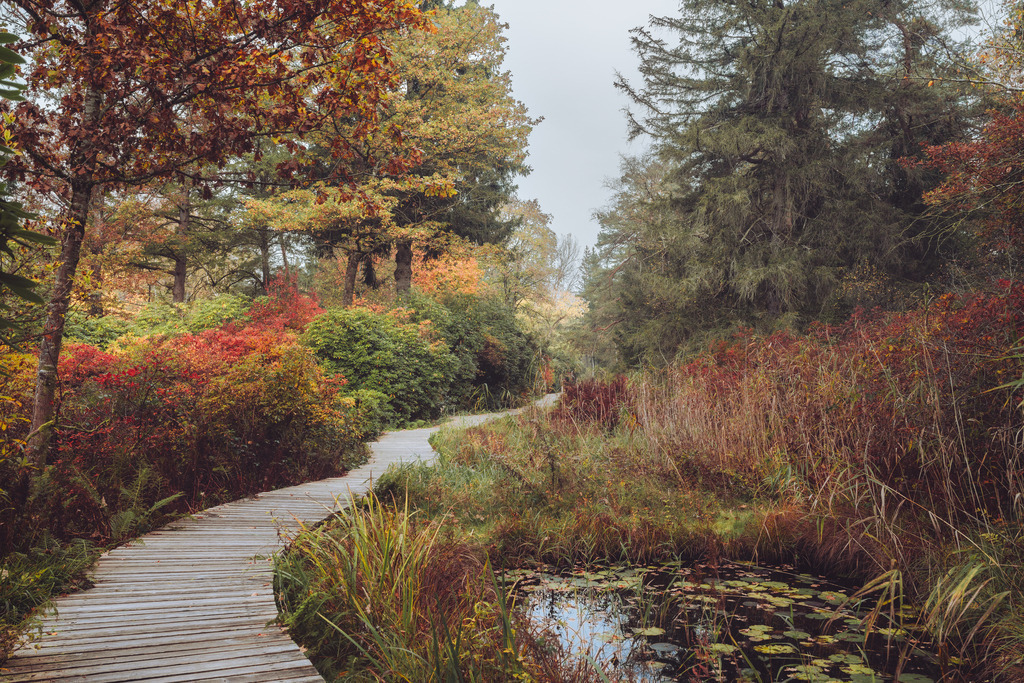 Seleger Moor | Herbst - Realisiert mit Pictrs.com