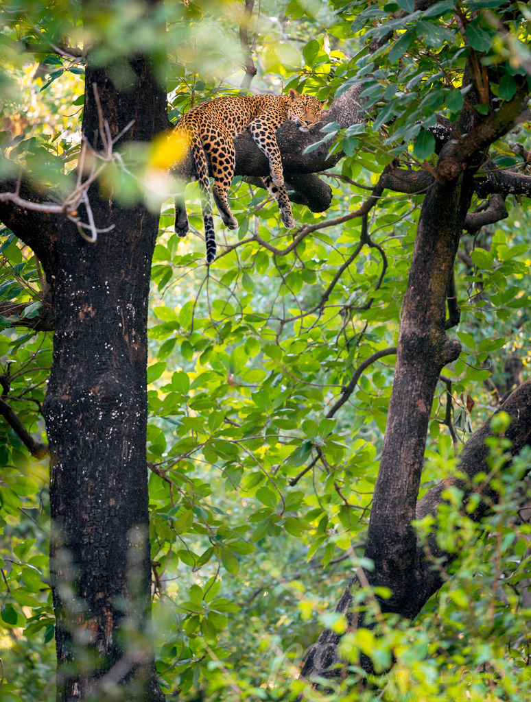 Indian Leopard in Tree, Panna National Park | one of the best wildlife sightings i ever had. this leopard had killed a young sambar deer which he dragged into the crown of a tree. after feeding he climbed down to a bigger branch for a nap. - Realisiert mit Pictrs.com