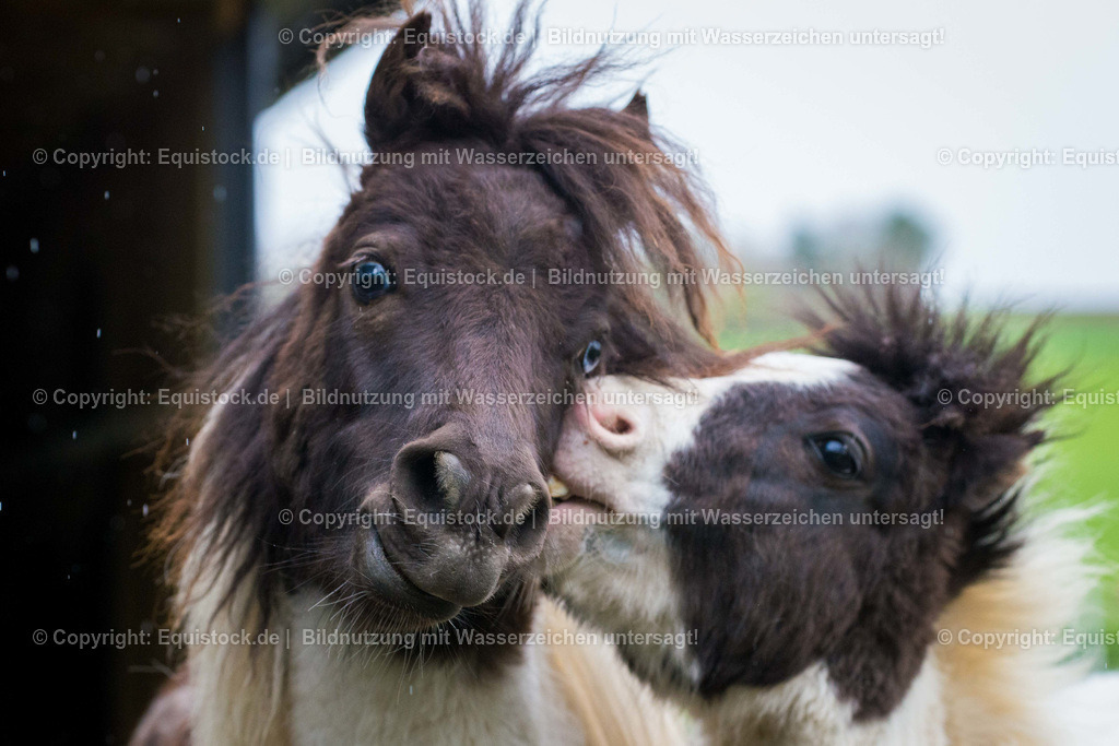 20160413_Spielende_Ponies_0003 | equistock