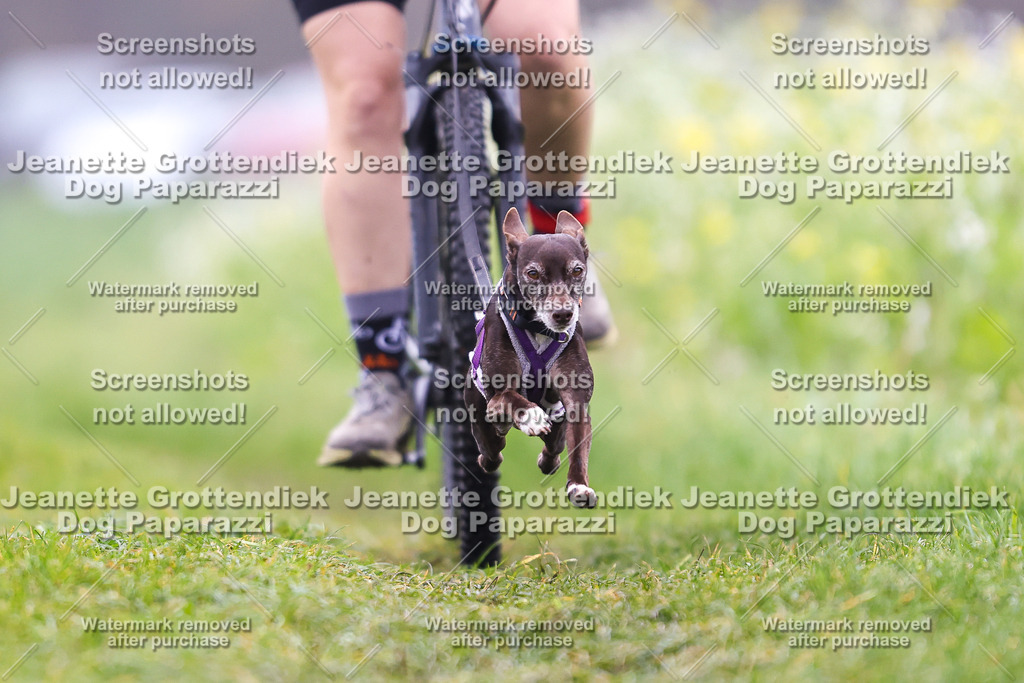 Dog Paparazzi - Visbeck 25 -253 | Dog Paparazzi Jeanette Grottendiek Fotografie & Videografie - Realisiert mit Pictrs.com