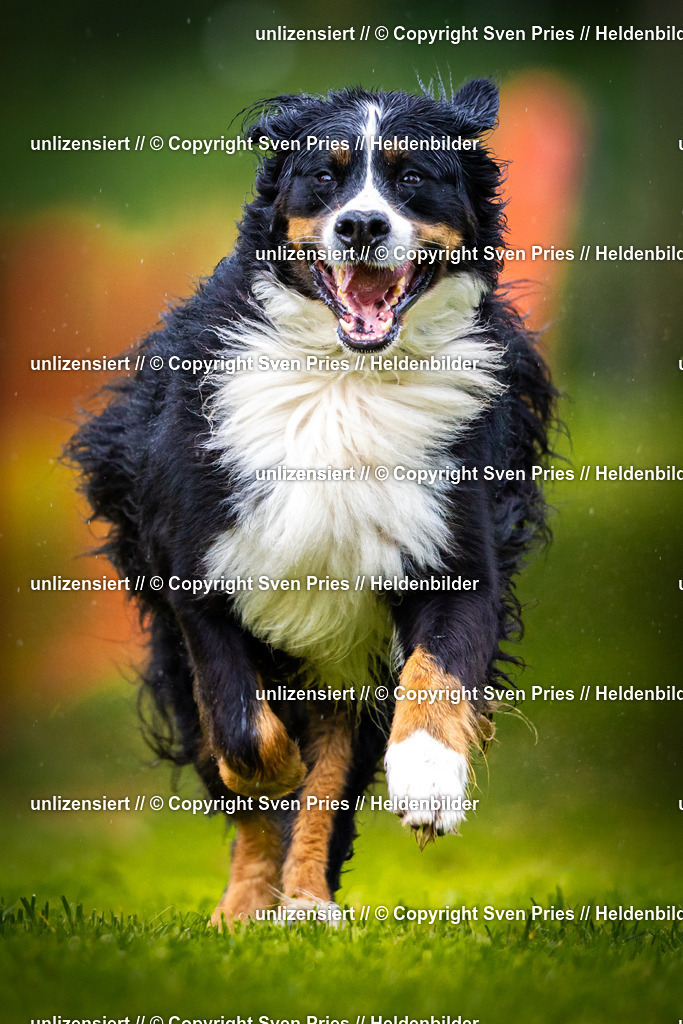 Sven Pries | 2025-09-21 - Hunderennen Baden-Oos - Realisiert mit Pictrs.com