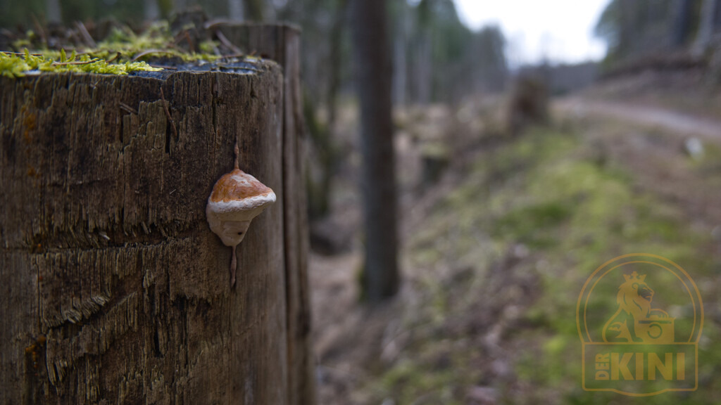 P1340085-1 | Foto, Natur, Tiere, Urlaub, Georgien,  - Realisiert mit Pictrs.com