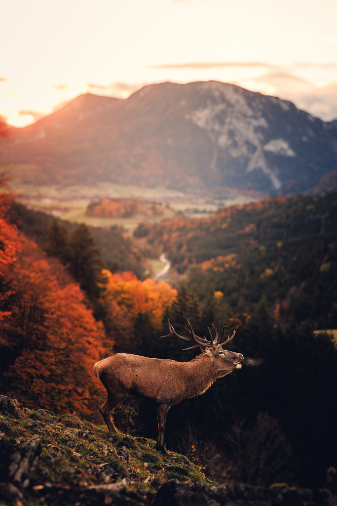 Hirsch 1 | ap-design // andreas plenk - Realisiert mit Pictrs.com