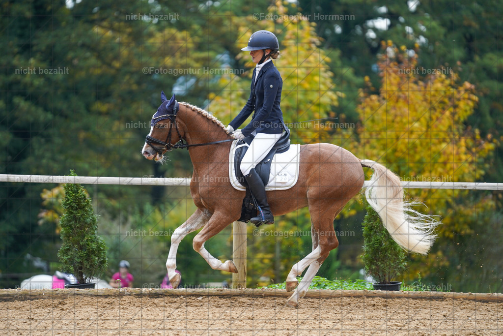 20221008-FAH01152 | Diessen am Ammersee, 2022, Dressur- und Springturnier, Reitsportbilder, Turnierfotografen Bayern, Pferdefotografen, Fotoagentur Herrmann, Turnierbilder