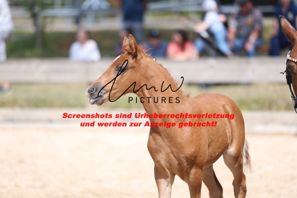Fohlenschau_Schwäbisch_Hall_Ponys_KN 42_10 | lmwpictures - Realisiert mit Pictrs.com