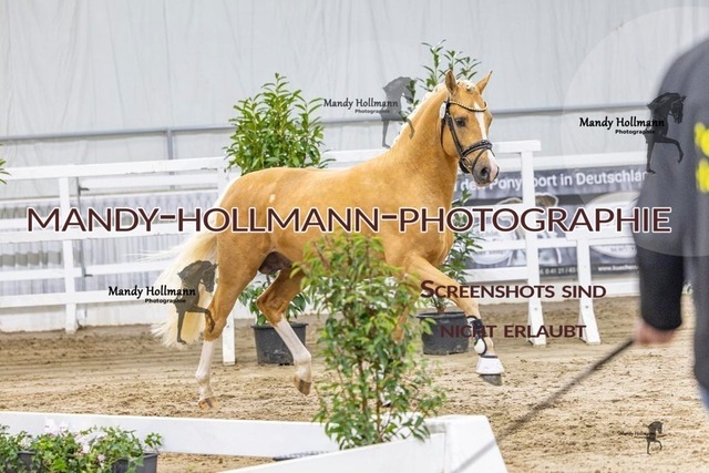 31 (16) | mandyhollmannphotographie