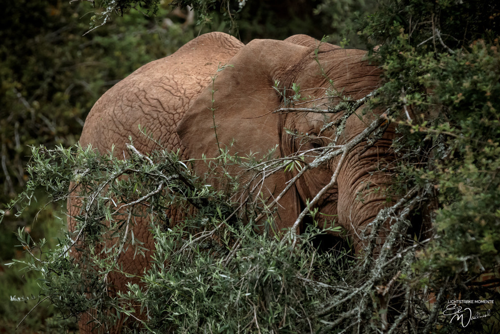 20231009-170948 SOUTHAFRIKA_-1 | Herzlich willkommen auf meiner Seite! Ich bin Elke Wallnisch, Deine Fotografin für lichtstarke Momente. Der Name steht für alles, was mich mit der Fotografie verbindet: Das Licht und seine machtvolle Wirkung auf eine Situation oder unsere Stimmung - Realisiert mit Pictrs.com