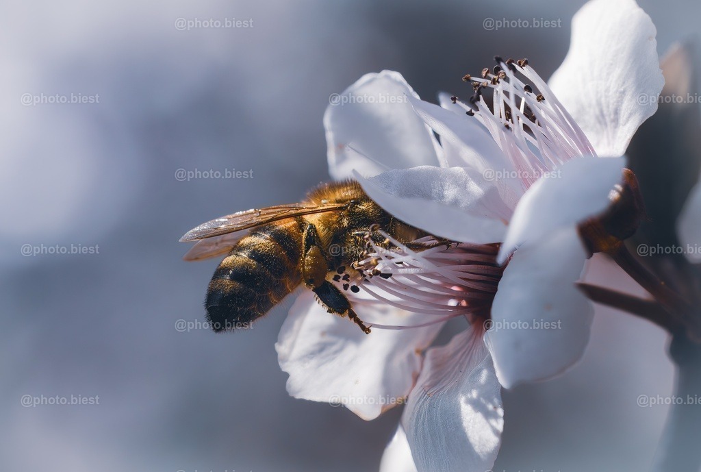 Einmal abtauchen, bitte! | Eine Biene auf Nahrungssuche in einer Blüte. - Realisiert mit Pictrs.com
