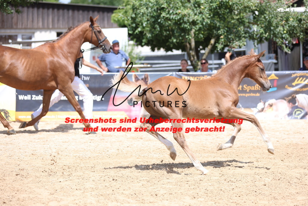 Fohlenschau_Schwäbisch_Hall_springbetonte_Fohlen_KN 54_9 | lmwpictures - Realisiert mit Pictrs.com