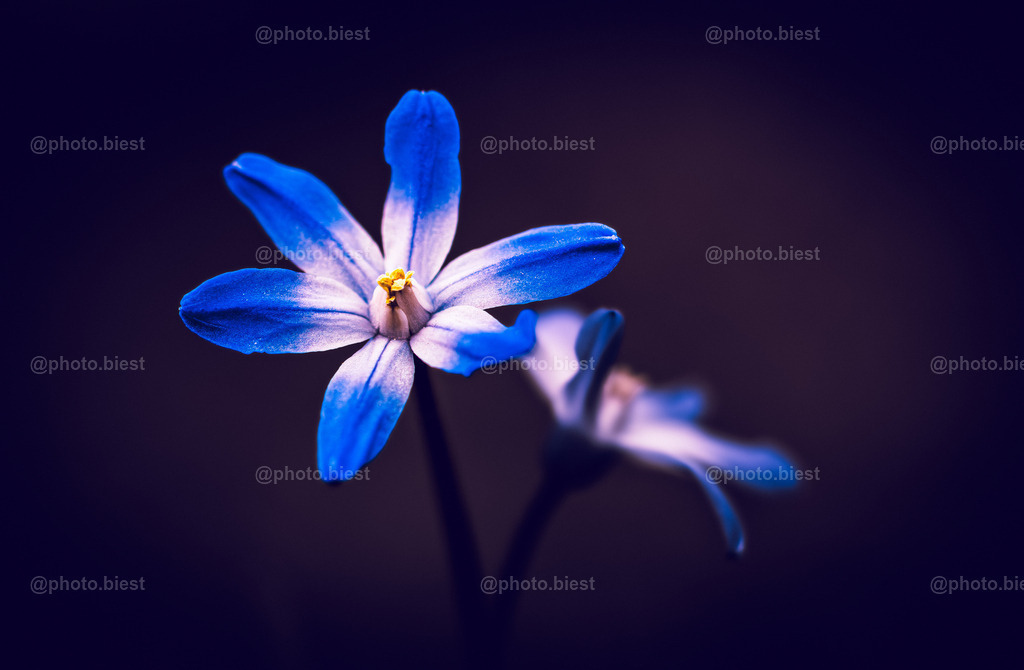 Blaustern | Eine moody gehaltene Aufnahme eines Blaustern-Duos. - Realisiert mit Pictrs.com