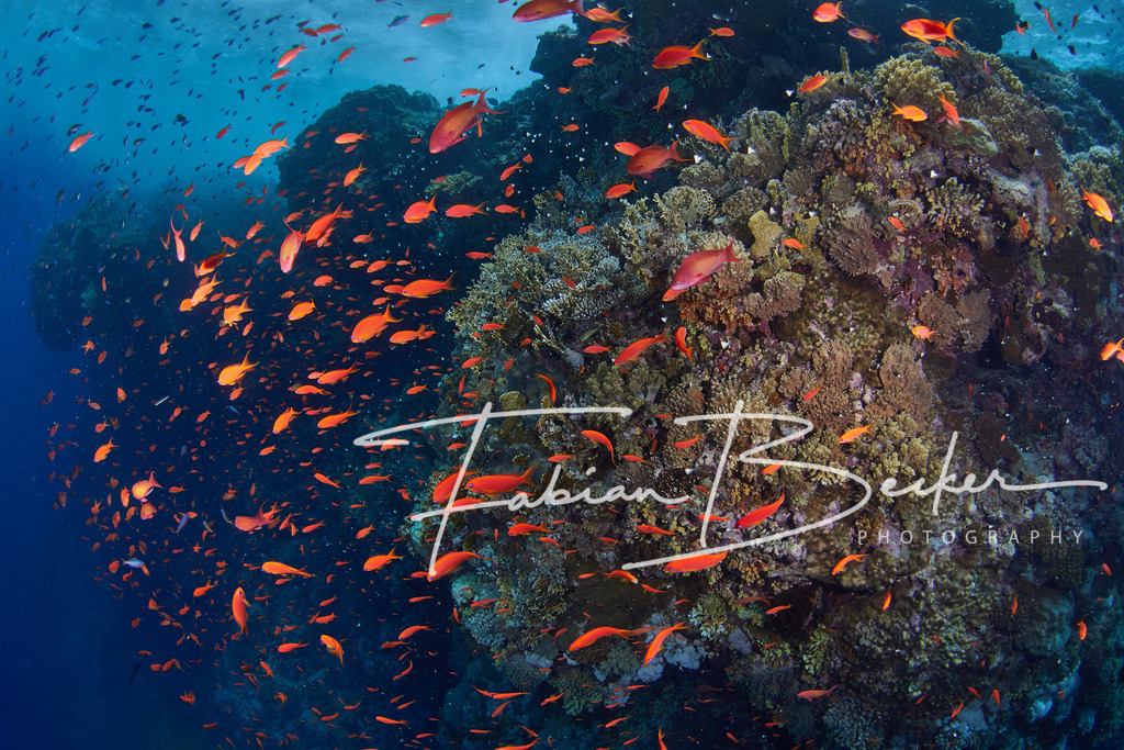 Anthias Explosion | Einzigartige Wandbilder von faszinierenden Unterwasserwelten. Exklusive Kunst für Empfangsbereiche, Wohnraum oder Wartezimmer. - Realisiert mit Pictrs.com