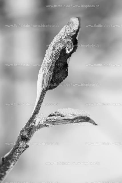 Eisblatt | Naturfoto | Gesehen in Hofheim