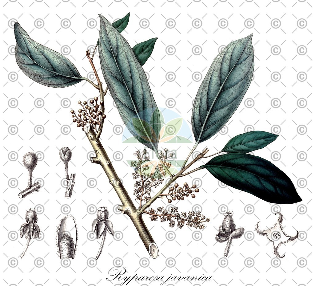 HistAbb_wfo-0000896499_1_ENZY_Simple | Historische Abbildung von Ryparosa javanica - Achariaceae | Historical Illustration of Ryparosa javanica - Achariaceae