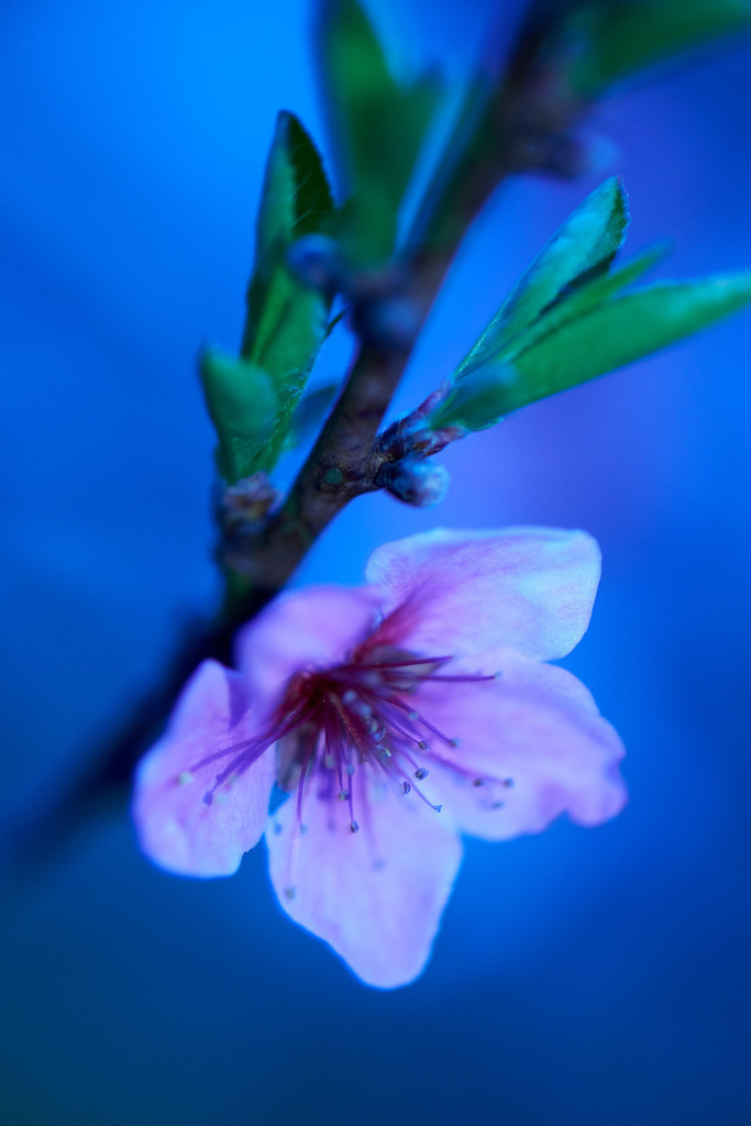 Blueten und Knospen | Rohrbrunn, Austria - April 26, 2013: Blueten und Knospen. - Realisiert mit Pictrs.com