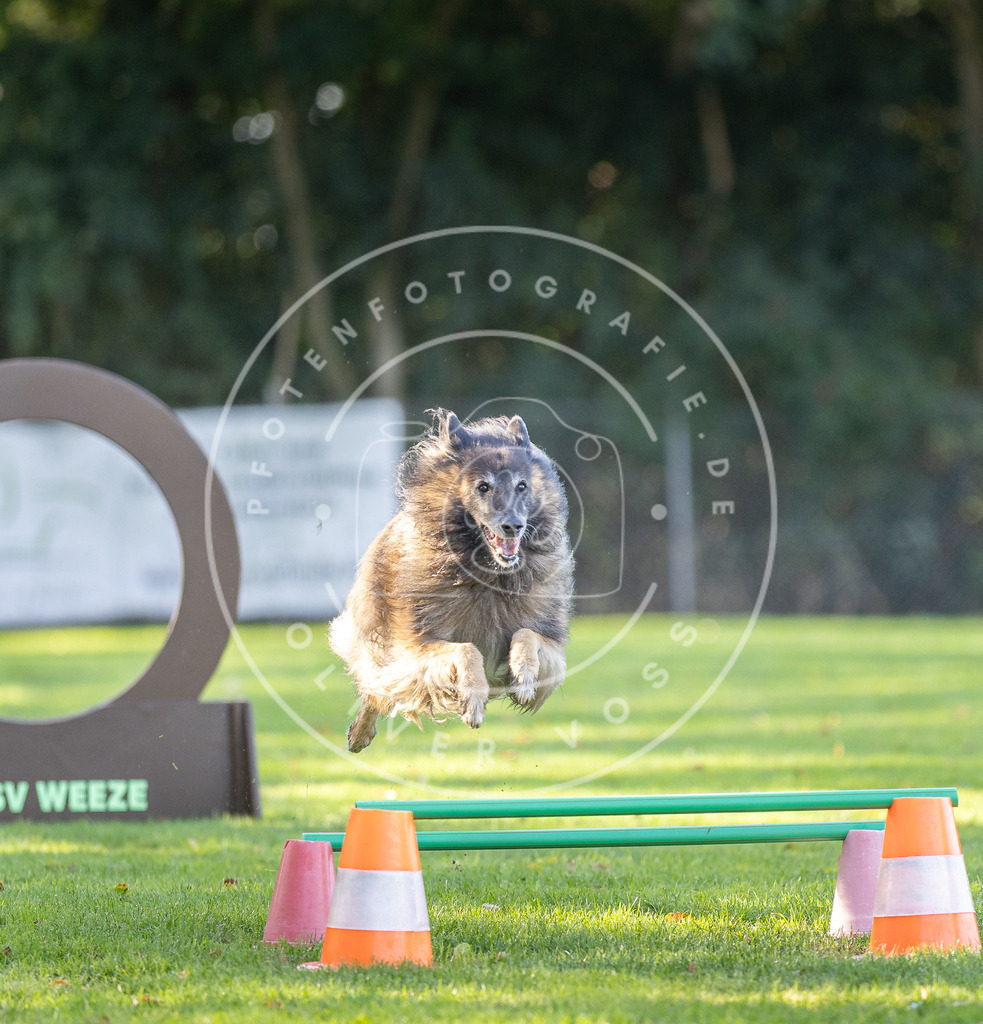 Pfotenfotografie.de_DV3A3635 | Hundefotografie, Tierfotograf, Pfotenfotografie, Fotoshooting Hund, Hunde Portrait, Hundesport, Hundeportraits, Heideshooting, Hunde, Sportfotograf, Hundefotograf, Turnierhundsport, THS, canicross - Realisiert mit Pictrs.com